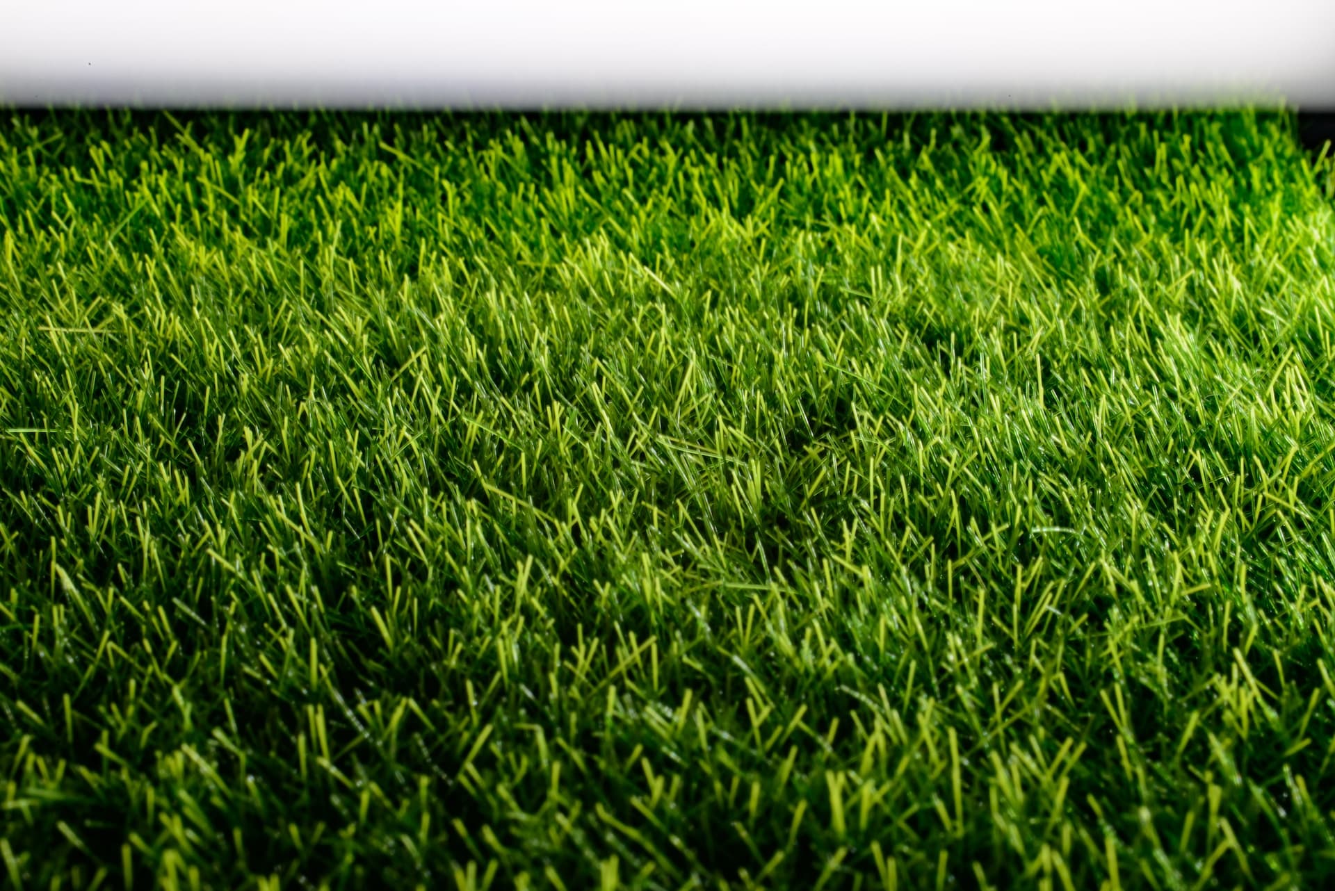 perfect healthy grass